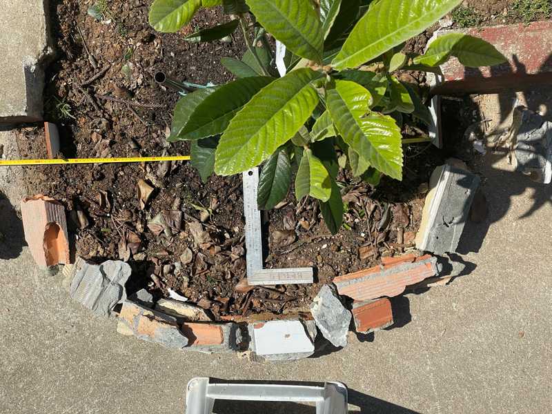 Cover for Fotografía de una planta